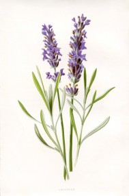 Lavender-Botanical-Printable-GraphicsFairysm-676x1024